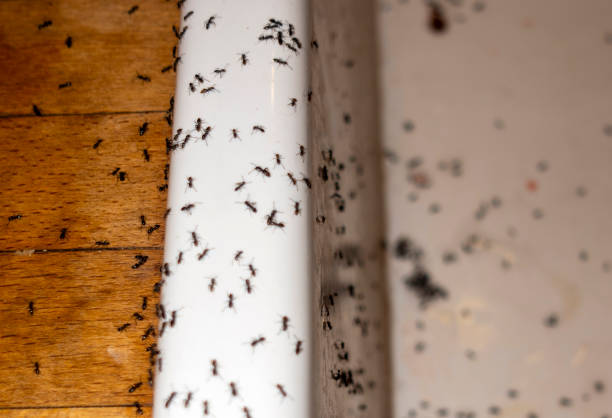 Best Pest Prevention Services  in West Bountiful, UT